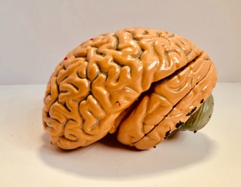 moringa-helps-in-improving-brain-health-and-function